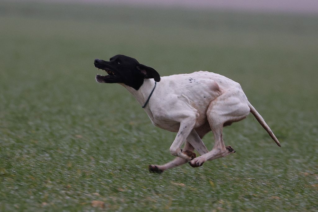 Des Guerriers Du Vent - LITTLE CRACK X PICKSY FRERE DE PLUME