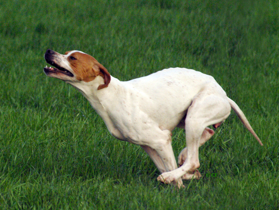 TR. Elite des tucs landais