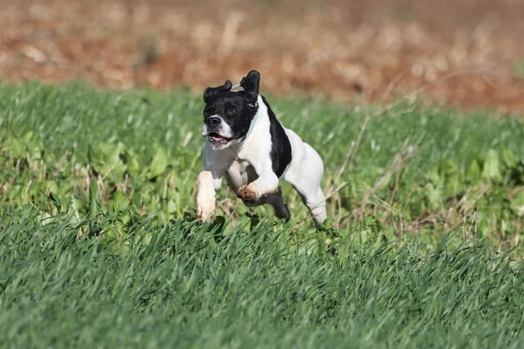 saillie skippy dite sacha a été saillie par paco de la cense aux lievres