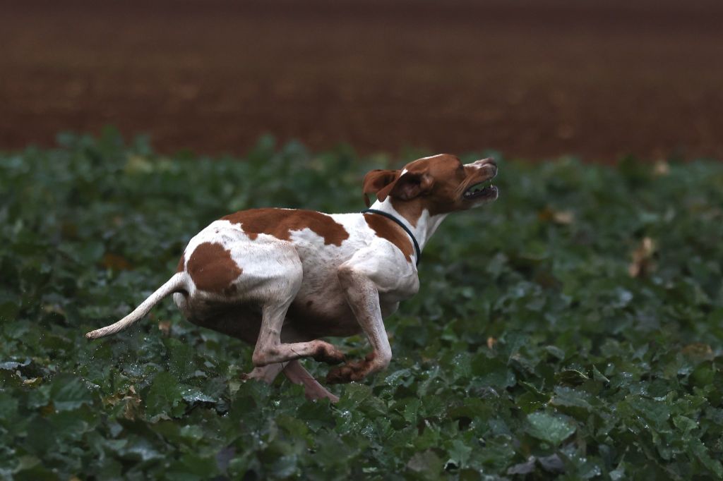 LES CHIOTS DE ROMA ET O'NEIL SONT NEES